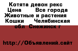 Котята девон рекс › Цена ­ 1 - Все города Животные и растения » Кошки   . Челябинская обл.,Снежинск г.